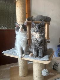 Maine coon