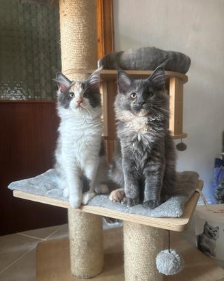 Maine coon