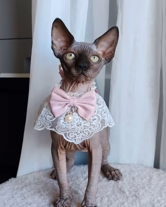 sphynx cucciola