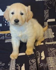Cuccioli di Golden Retriever anglo americano pedig
