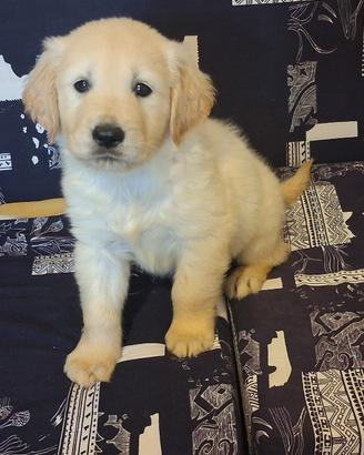 Cuccioli di Golden Retriever anglo americano pedig