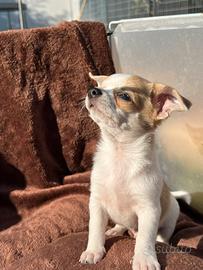 Cucciolo di chihuahua maschio con Pedigree ENCI