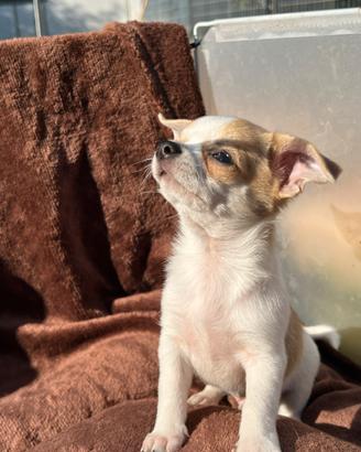 Cucciolo di chihuahua maschio con Pedigree ENCI