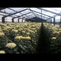 Agricoltura serre fiori e vivaio