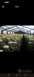 Agricoltura serre fiori e vivaio