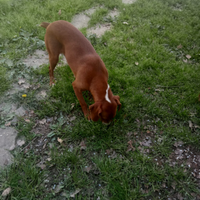 Segugio maremmano da cinghiale