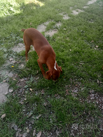 Segugio maremmano da cinghiale