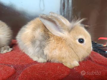 Coniglio Angora Nano