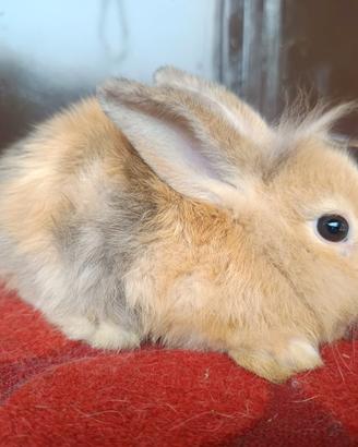 Coniglio Angora Nano