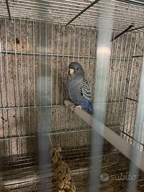 Cocorite Faccia Nera