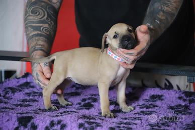 Cuccioli Di Pit Bull con pedigree anche a rate