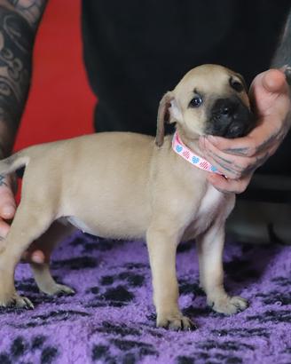 Cuccioli Di Pit Bull con pedigree anche a rate