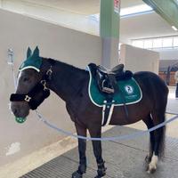 Pony 146