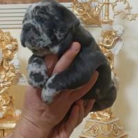 Bulldog francese cucciola