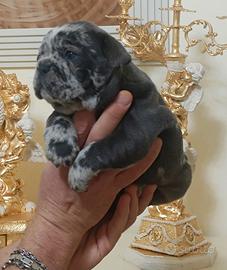 Bulldog francese cucciola