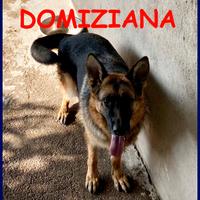 DOMIZIANA pastore tedesco giovane rinchiusa in can