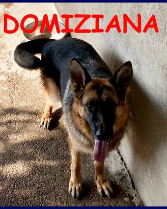 DOMIZIANA pastore tedesco giovane rinchiusa in can
