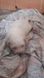 Cucciolo golden retriver