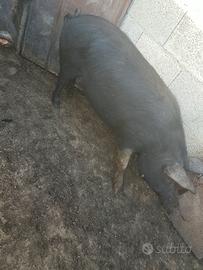 Animali