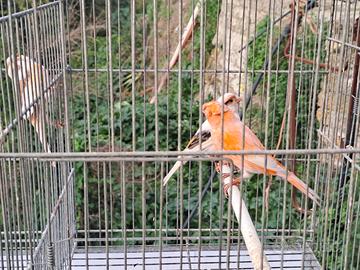 Arlecchino portoghese