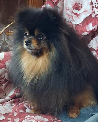 Pomerania di due anni