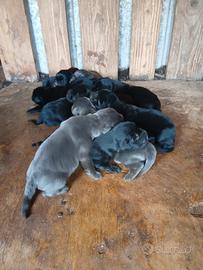 Cani corso purissimi