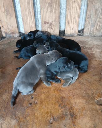 Cani corso purissimi
