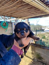 Cuccioli Rottweiler