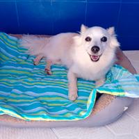 Betty, volpina stupenda di 10 anni in adozione