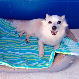 Betty, volpina stupenda di 10 anni in adozione