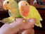 Immagine 3