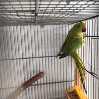 Parrocchetto dal collare sessata 2024