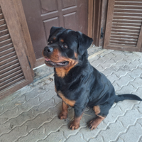 Rottweiler per monta