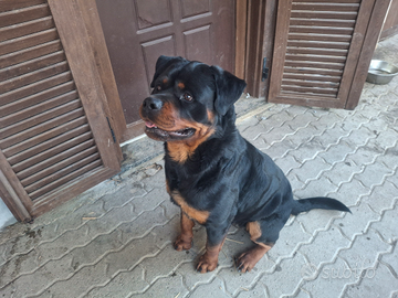 Rottweiler per monta