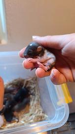 Cuccioli Ratto Domestico