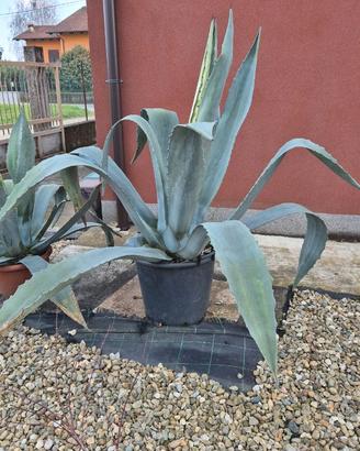 Pianta agave