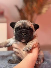 Bulldog francese