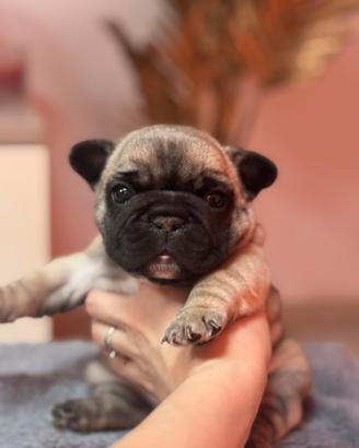 Bulldog francese