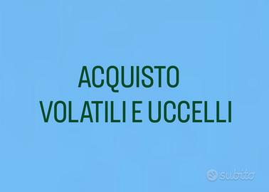 Volatili e uccelli in genere