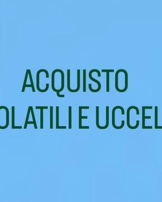 Volatili e uccelli in genere