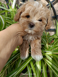 Maltipoo