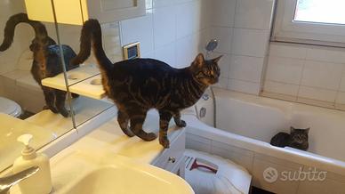 Amon, kefera, nefer e taby in adozione