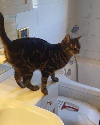 Amon, kefera, nefer e taby in adozione