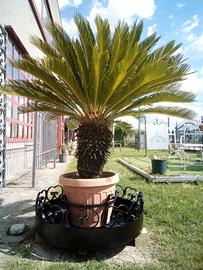 Cycas   con vaso e fioriera in ferro battuto