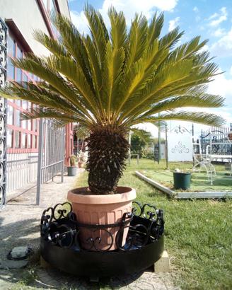 Cycas   con vaso e fioriera in ferro battuto