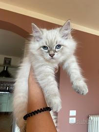 ULTIMA gattina siberiana ipoallergenica