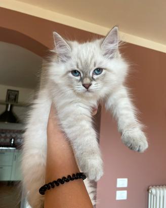 ULTIMA gattina siberiana ipoallergenica