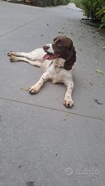 Springer maschio