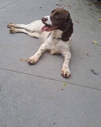 Springer maschio