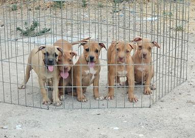 Pitbull UKC